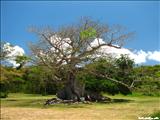 La Ceiba de Vieques - VIEQUES